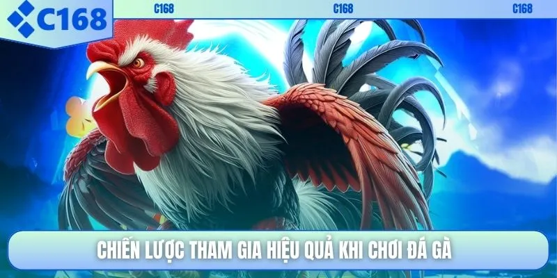 Chiến lược tham gia hiệu quả khi chơi đá gà